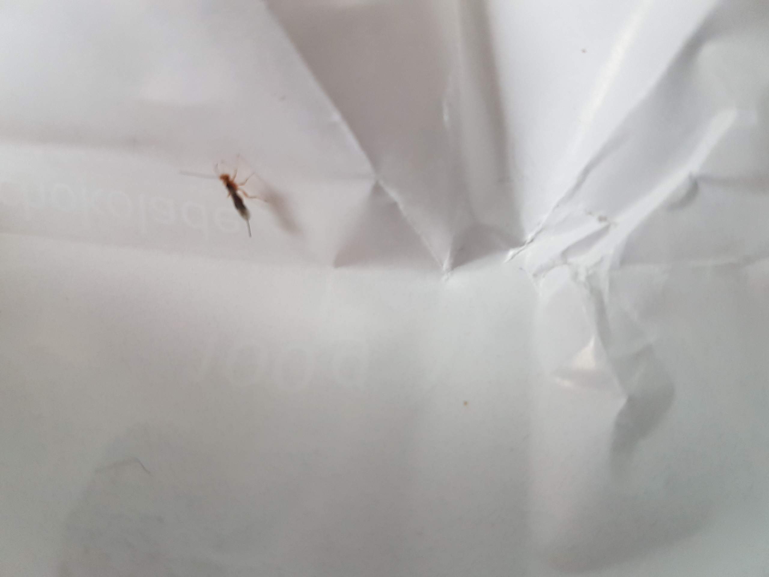 Was sind das für kleine schwarze Fliegetierchen? (Insekten