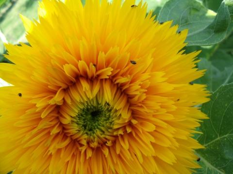 Sonnenblume mit Käfer - (Garten, Käfer, Sonnenblume)