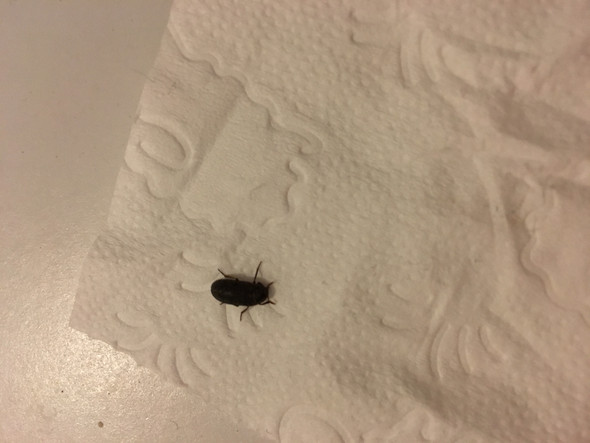 Was Sind Das Fur Kleine Schwarze Kafer In Meinem Bad Insekten
