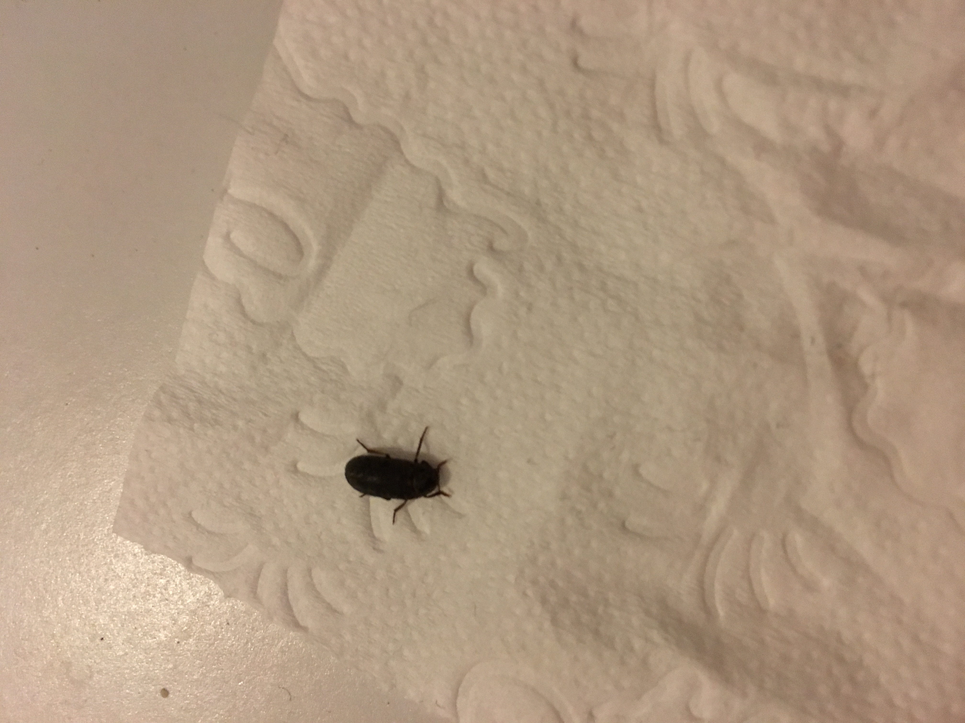 Was Sind Das Fur Kleine Schwarze Kafer In Meinem Bad Insekten Ungeziefer