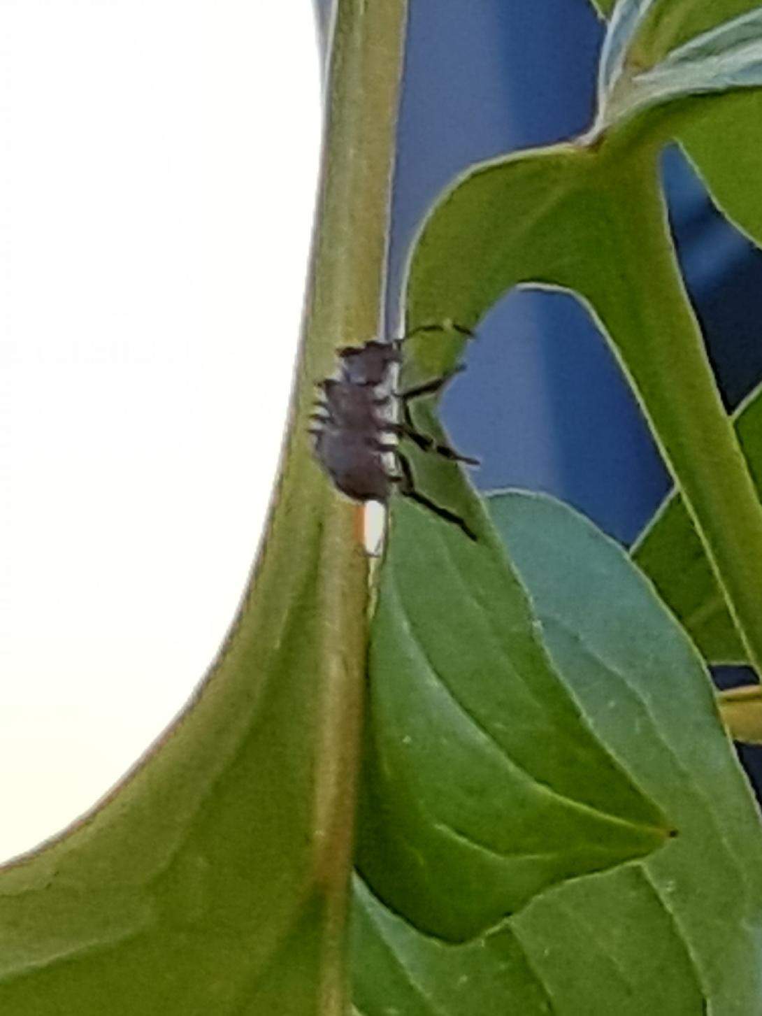 Was sind das für kleine schwarze Krabbeltiere auf meinen