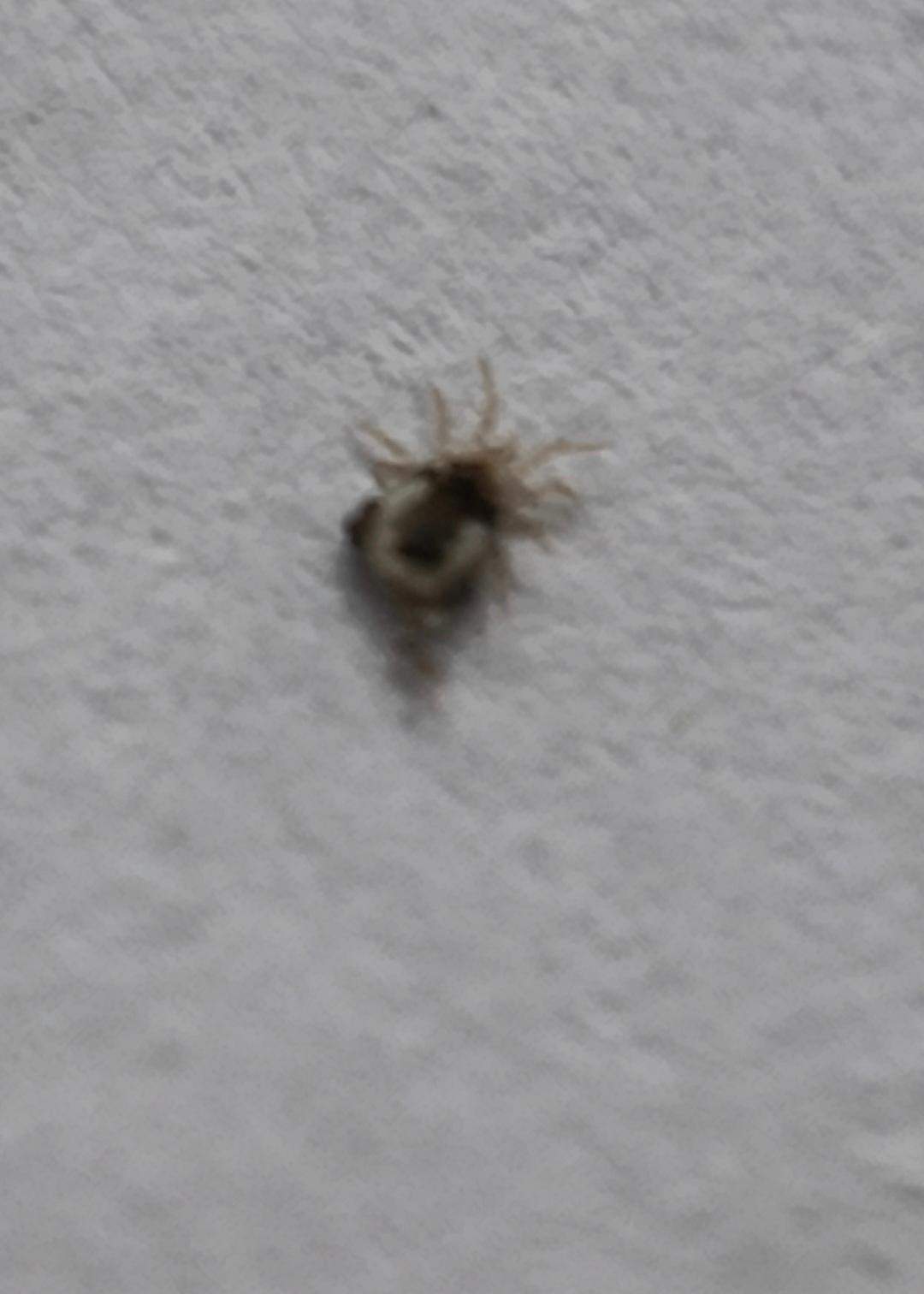 Gewittertierchen Auf Der Fensterbank