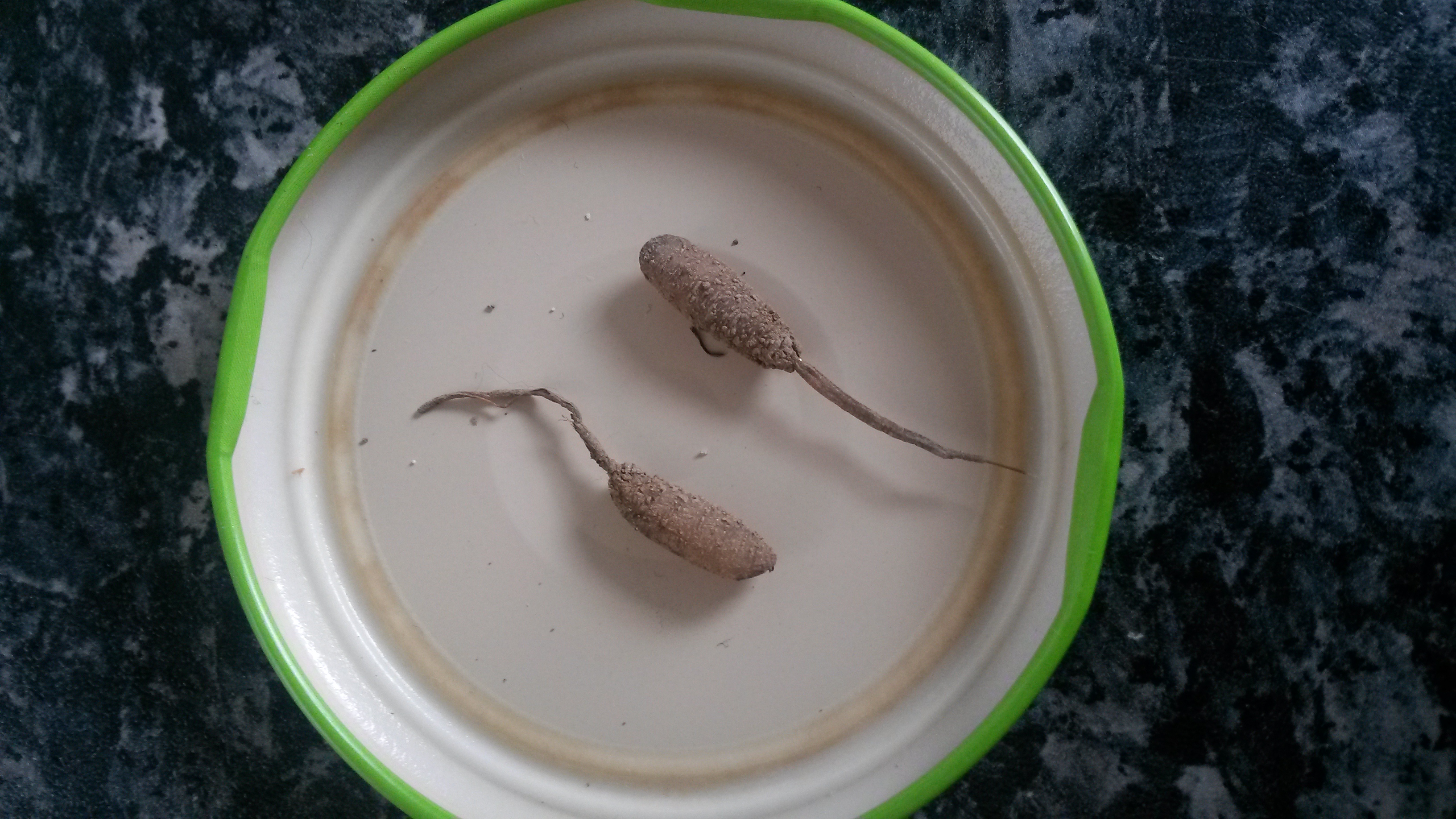 was sind das für kleine Tiere in unserer Garage? (Insekten, Ungeziefer)