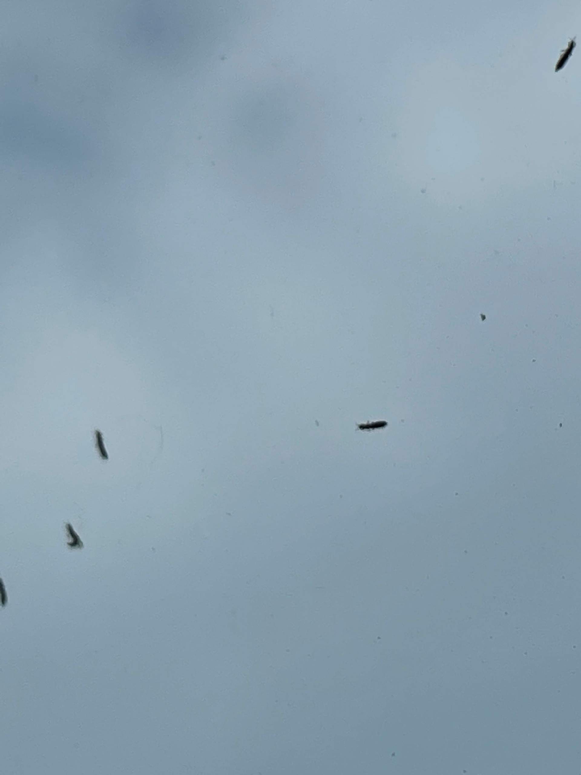 Was sind das für kleine Viecher, Mücken oder Käfer oder was? (Insekten