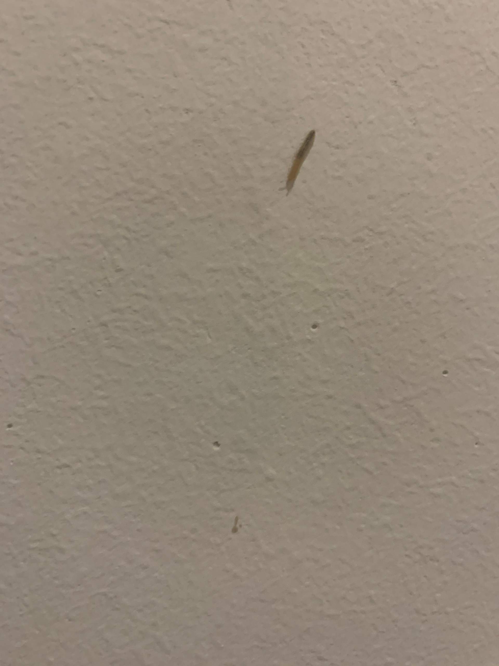 Was sind das für kleine Würmer? (Tiere, Haus, Insekten)
