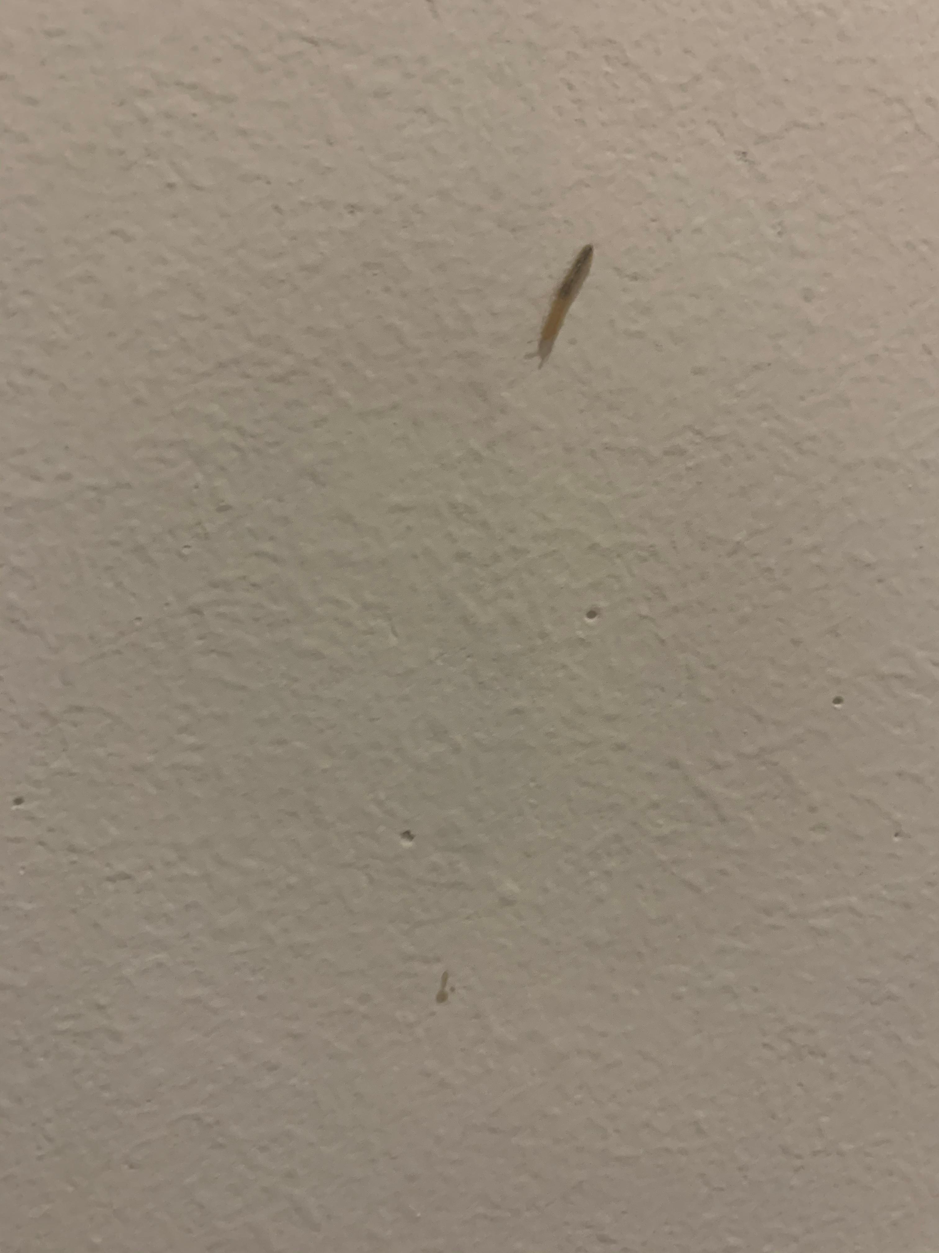 Was sind das für kleine Würmer? (Tiere, Haus, Insekten)