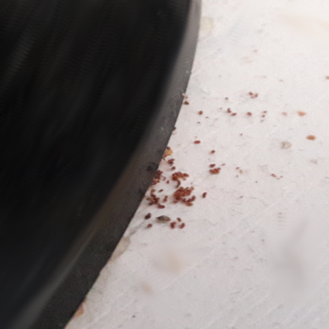 Komische braune krümel am Schreibtisch - (Insekten, Spinnen, Ungeziefer)