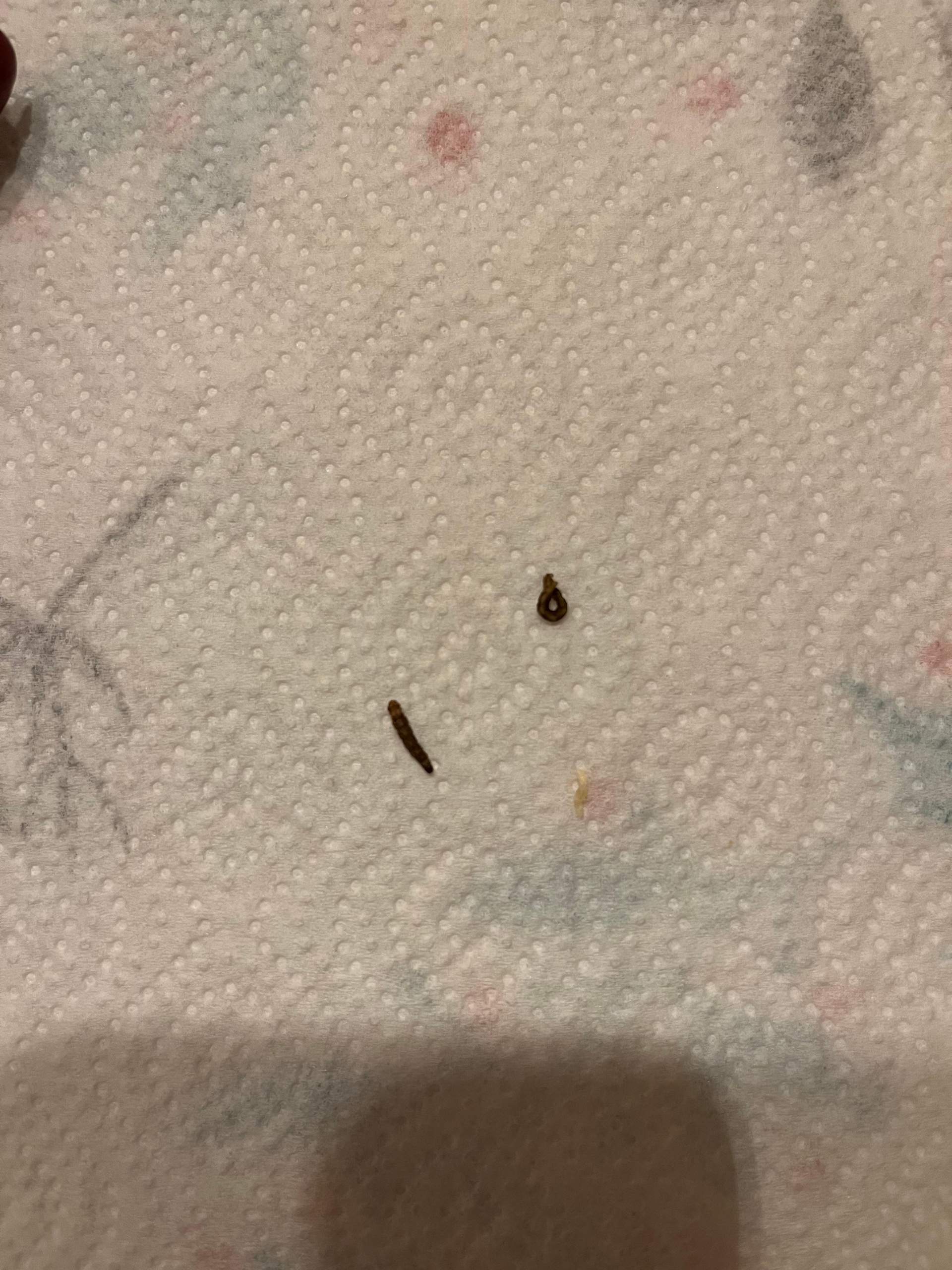 Was sind das für komische Würmer? (Ungeziefer)