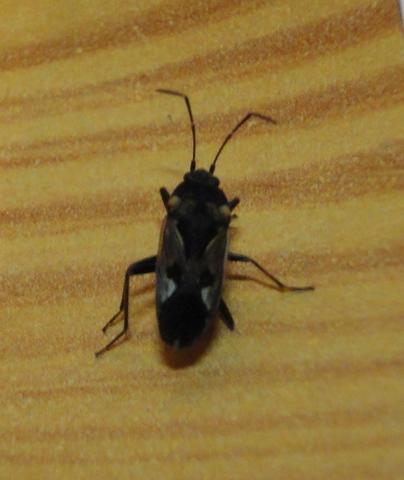 Käfer1 - (Tiere, Insekten, Käfer)