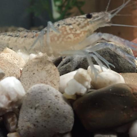 Einmal hier - (Aquarium, Krebs, Art)