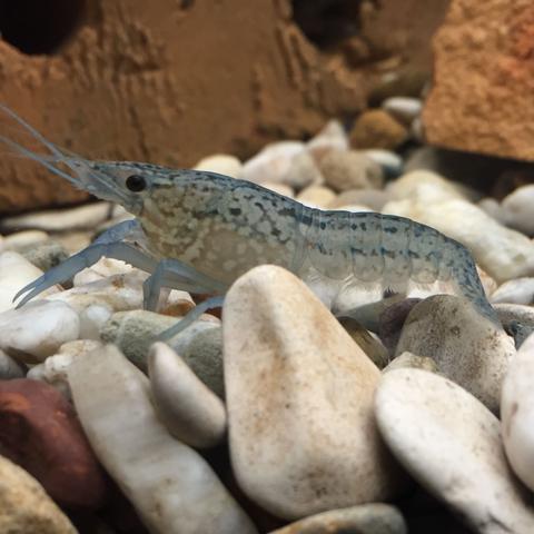 Und hier - (Aquarium, Krebs, Art)