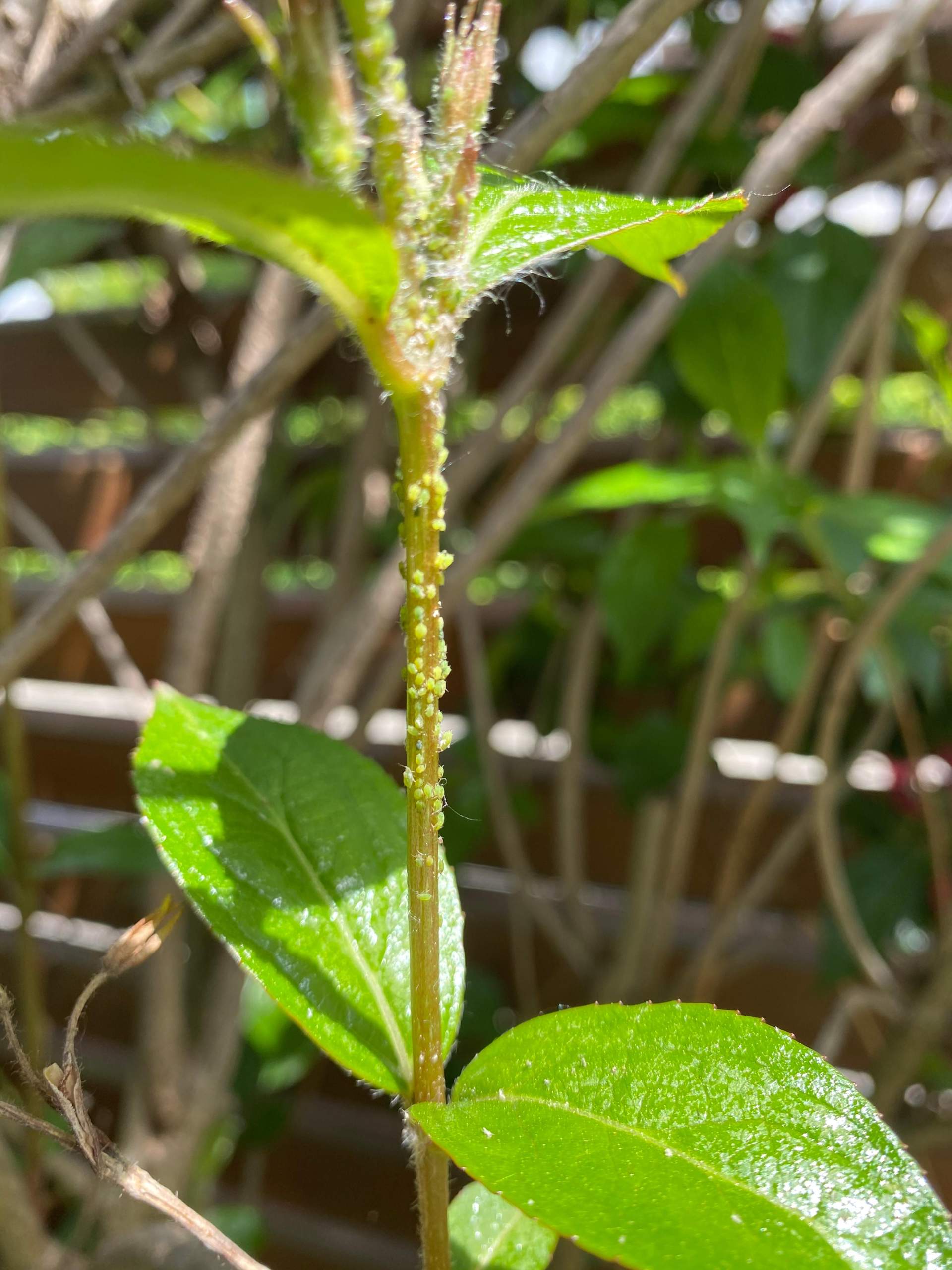 Was sind das für Läuse auf der Weigelie? (Pflanzen, Garten, Schädlinge)