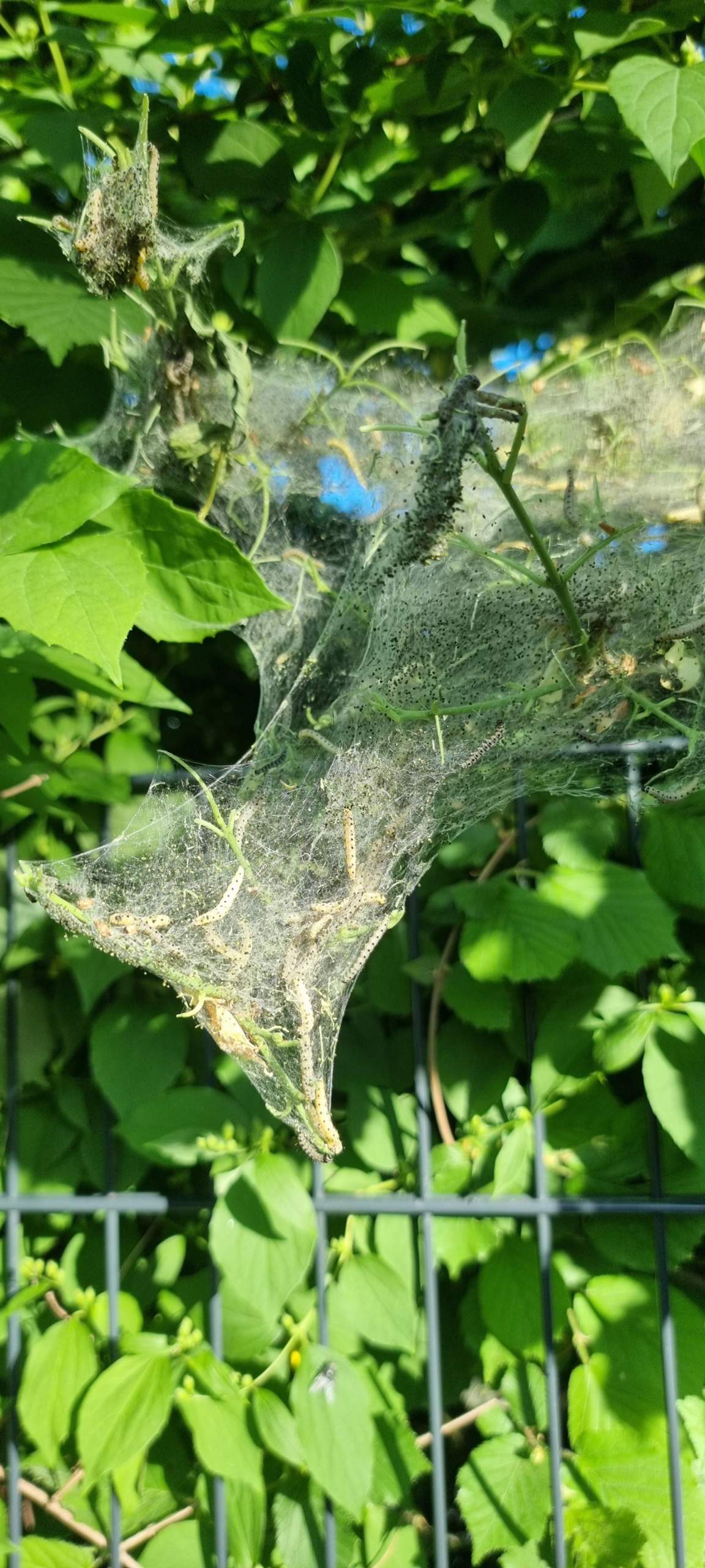 Was sind das für Larven? (Insekten, Schädlinge, Schädlingsbekämpfung)