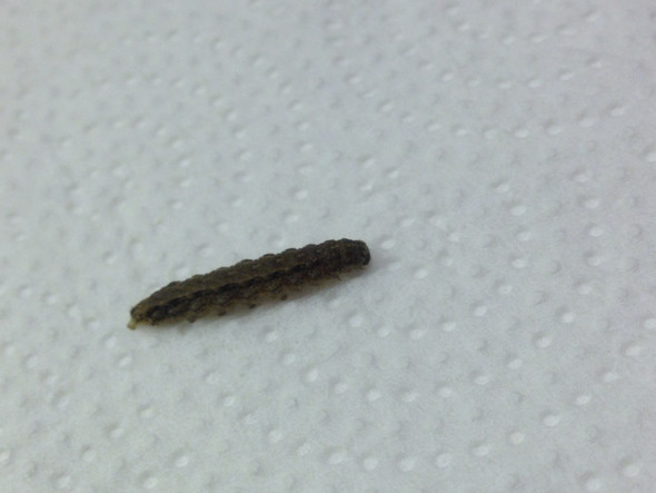 Was Sind Das Fur Larven Die Ich Ofters In Meiner Wohnung Finde Siehe Bild Insekten Kafer Ungeziefer Was Sind Das Fur Larven Die Ich Ofters In Meiner Wohnung Finde Siehe Bild Insekten Kafer Ungeziefer