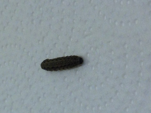 Was Sind Das Fur Larven Die Ich Ofters In Meiner Wohnung Finde