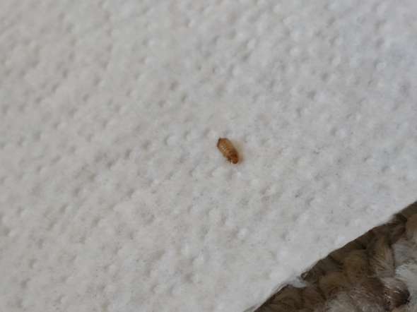 Was Sind Das Fur Larven Gefunden Unterm Bett Tiere Insekten