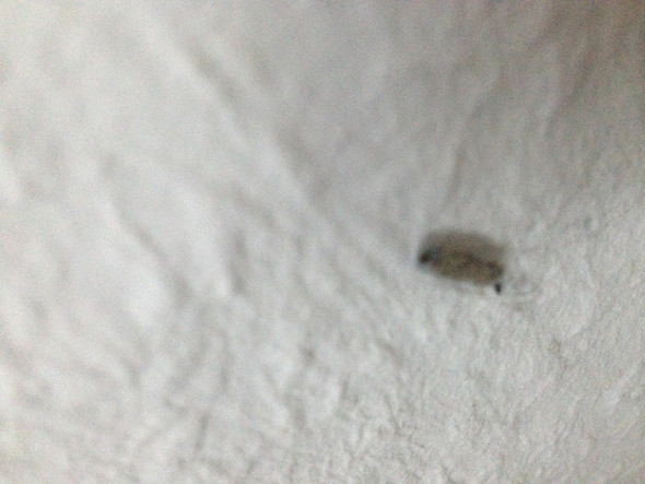 Was Sind Das Fur Larven Kokons Tiere Zu Hause