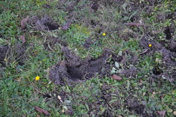 Was Sind Das Fur Locher In Meinem Garten Freizeit Tiere Loch
