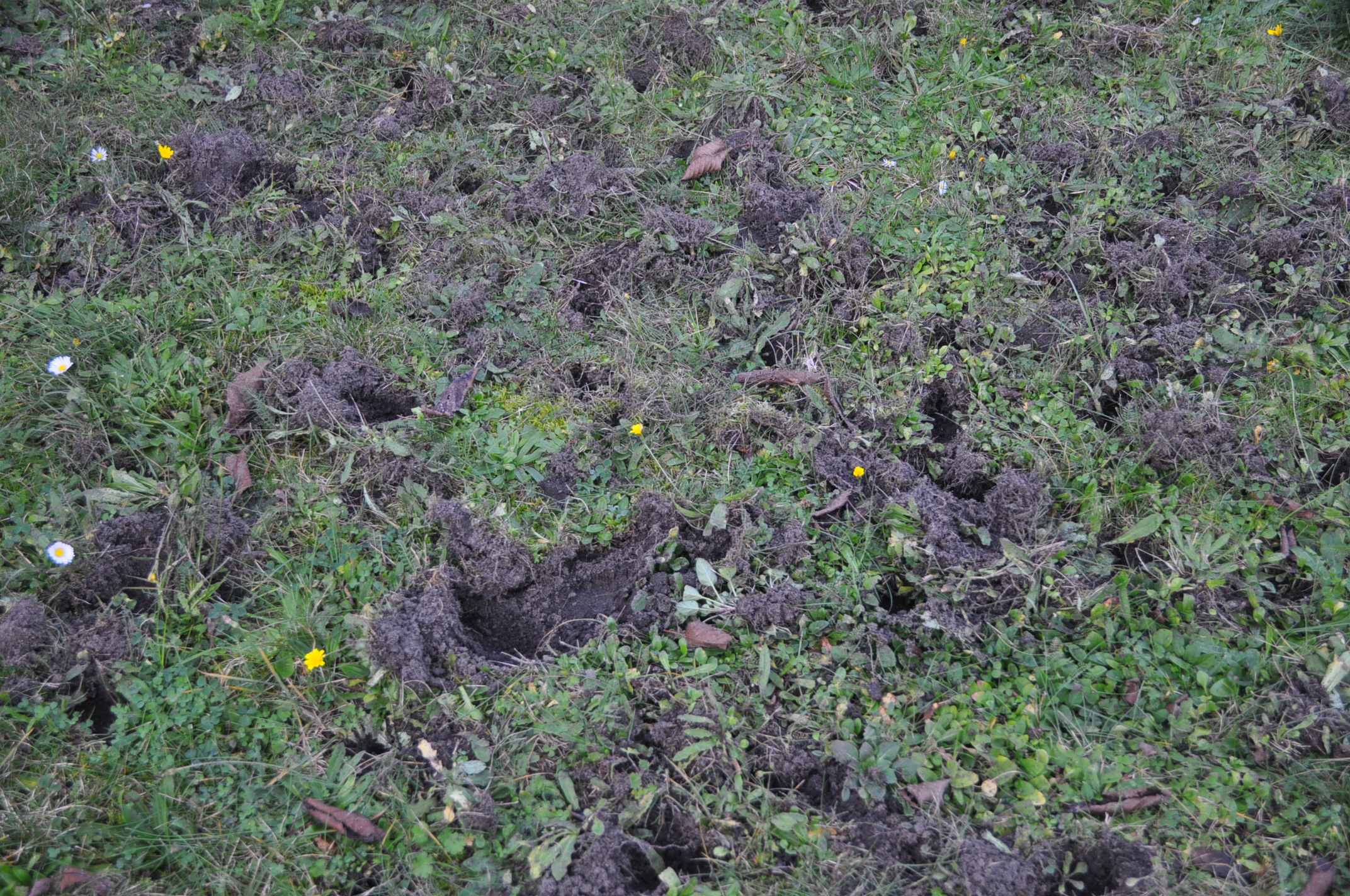 Was sind das für Löcher in meinem Garten? (Freizeit, Tiere, Loch)