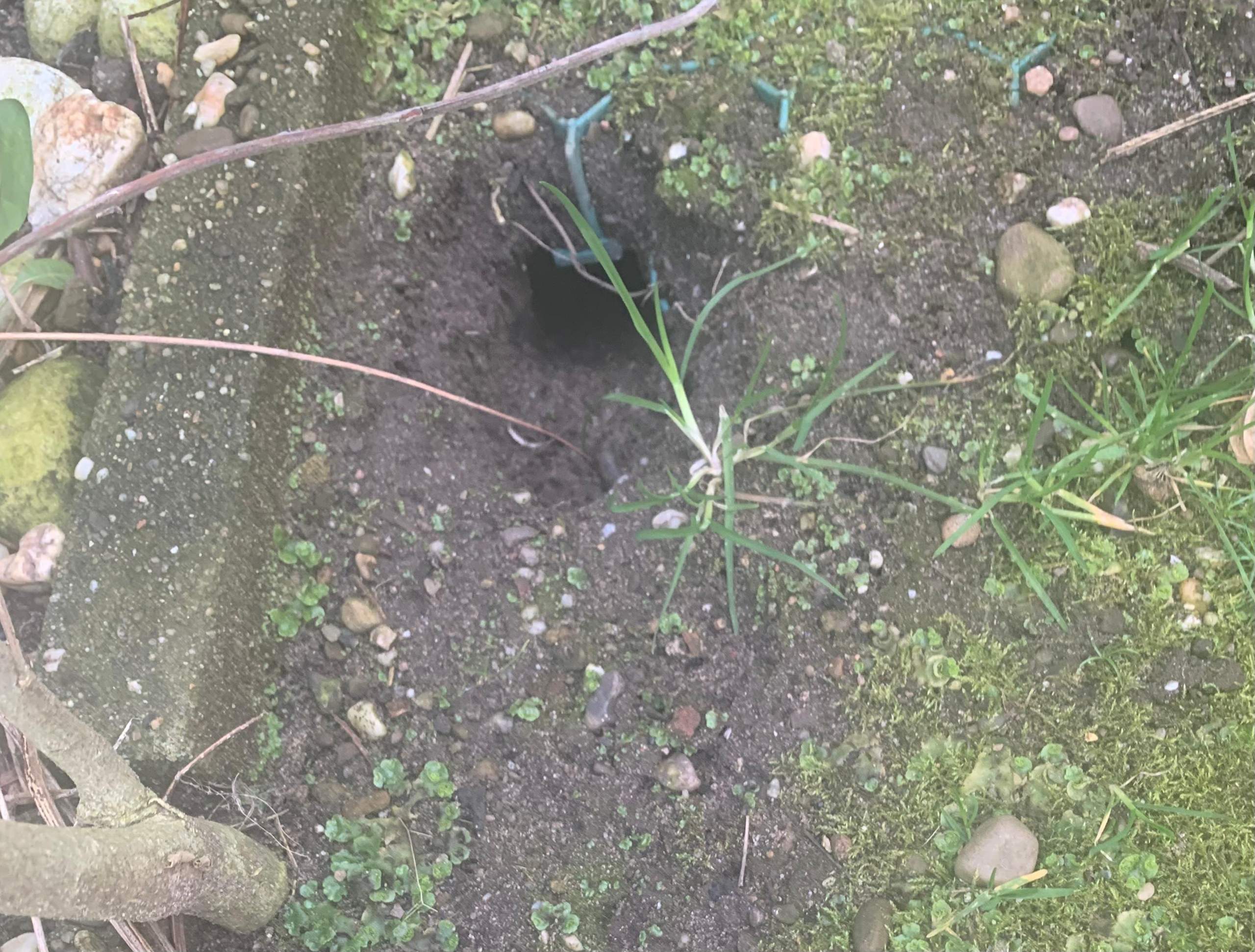 Was sind das für Löcher in unserem Garten? (Schädlinge)