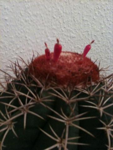 Ich weiss leider nicht wie der Kaktus heisst?! - (Pflanzen, Blumen, Botanik)