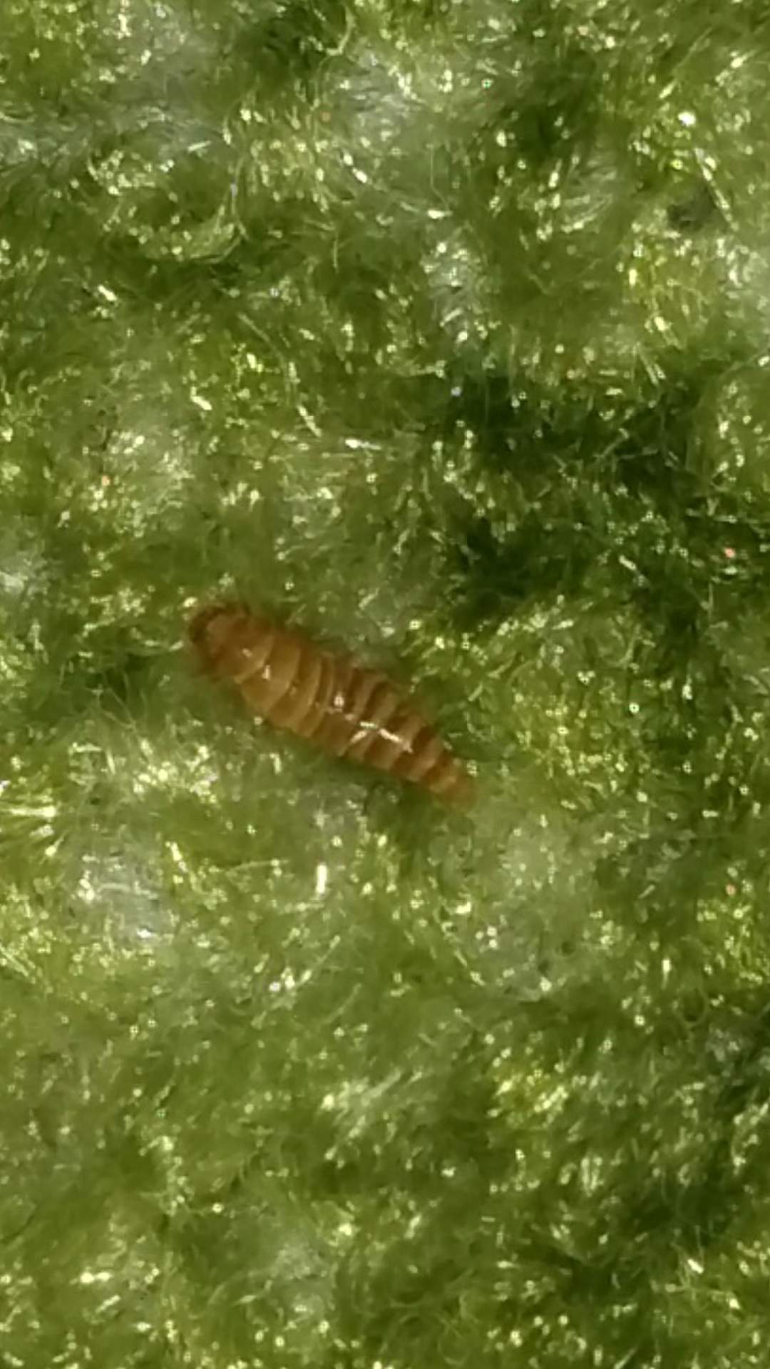 Was Sind Das Fur Maden Bzw Insekten Zimmer Bett Schadlinge Was Sind Das Fur Maden Bzw Insekten Zimmer Bett Schadlinge