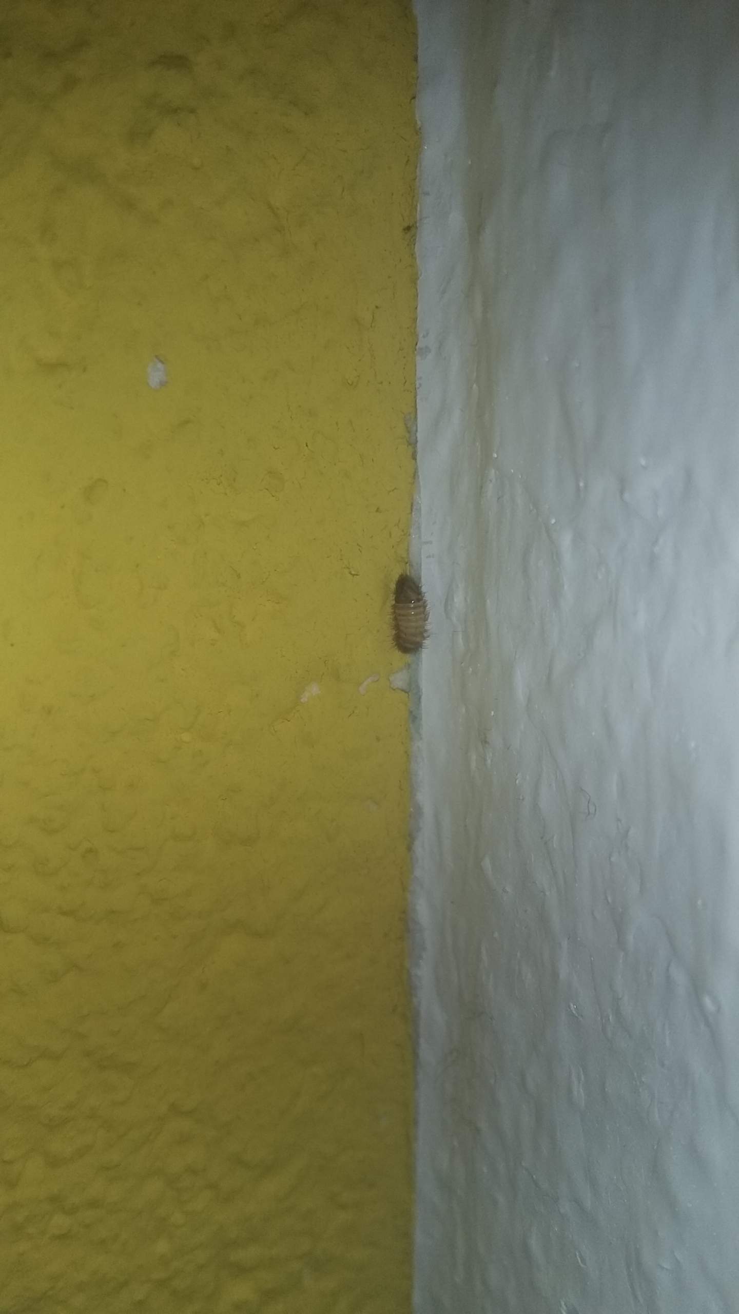 Was sind das Für Maden/Larven in meinem Zimmer? (Insekten)