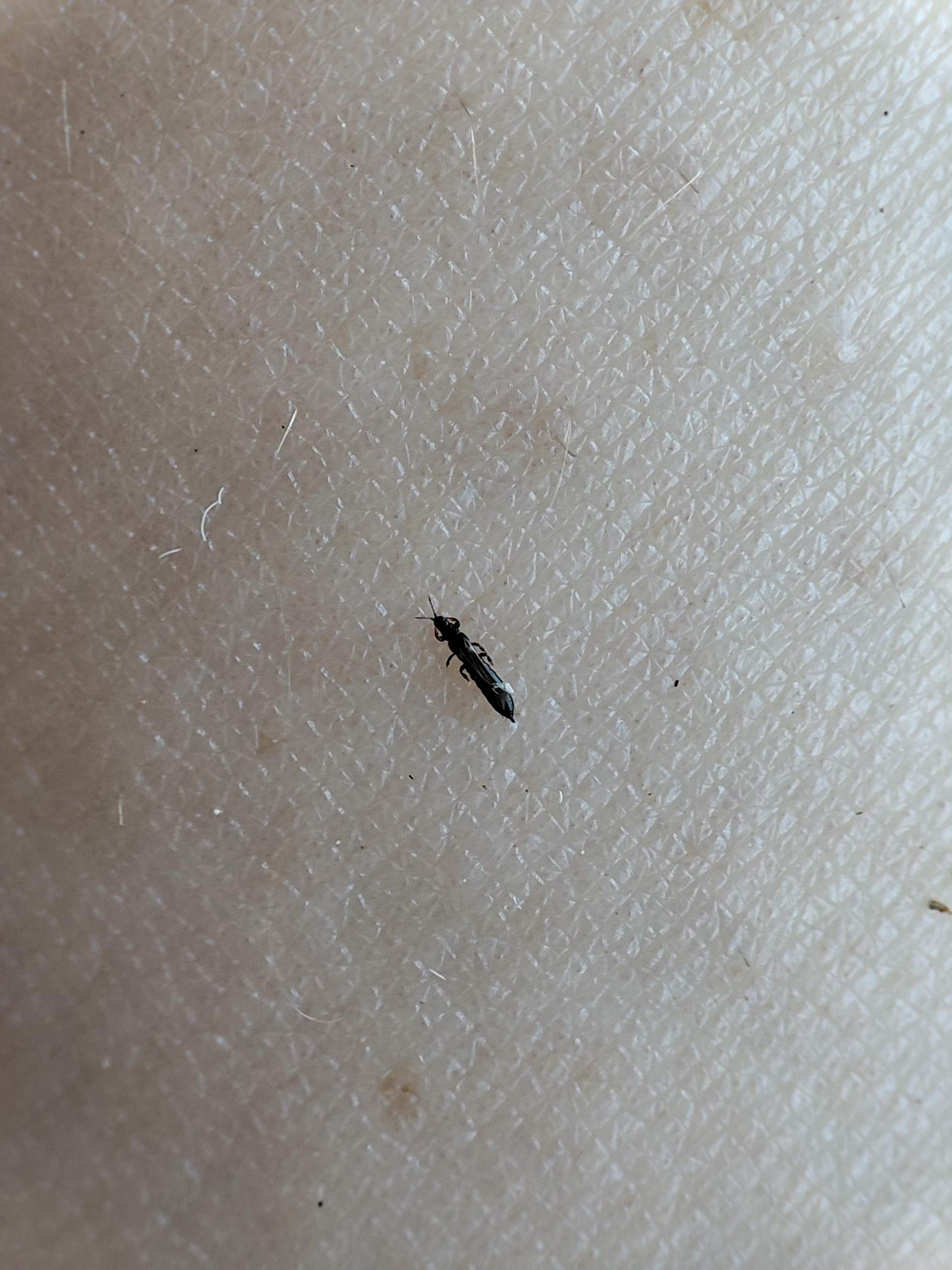 Was sind das für mini fliegen? (Insekten, Mücken, Fliege)