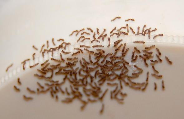 Braune Larven Oder Wurmer In Der Wohnung Insekten
