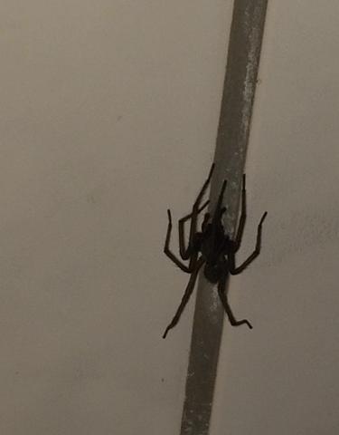 Riesen Spinne 1 - (Haus, Spinnen)