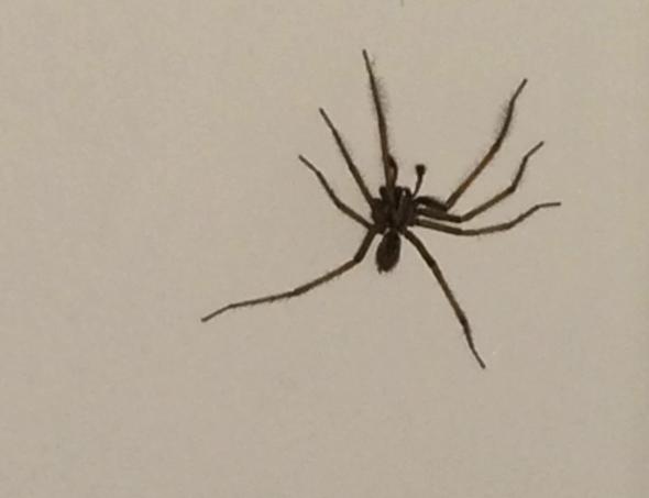Riesen Spinne 2 - (Haus, Spinnen)