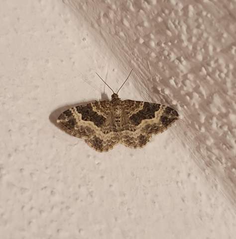 Was sind das für Motten? (Tiere, Natur, Insekten)