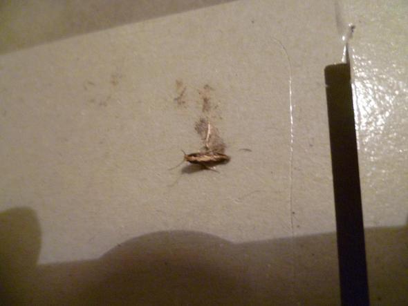 Was Sind Das Fur Motten Ungeziefer Lebensmittelmotten Kleidermotten