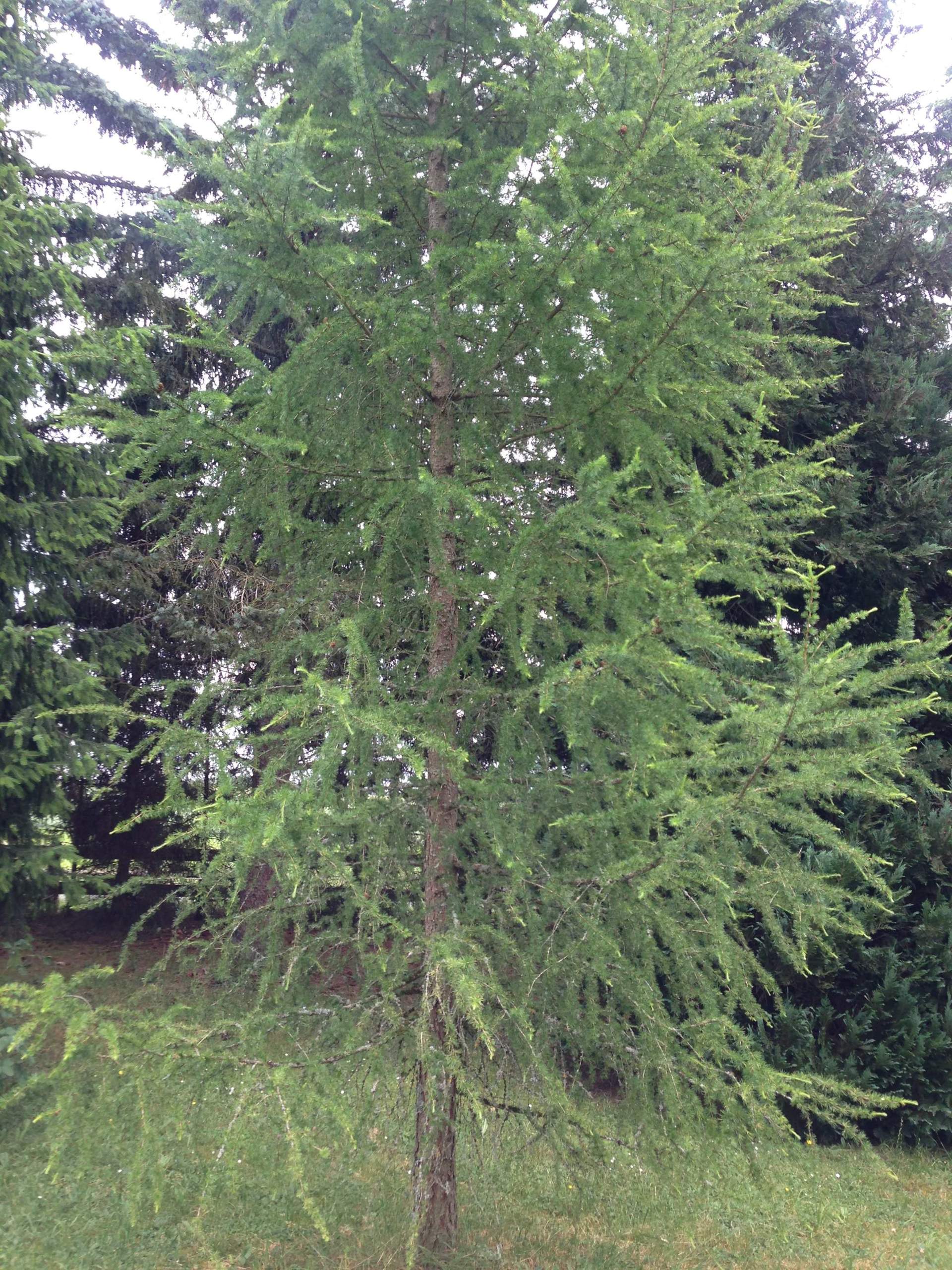 Was sind das für Nadelbäume? (Baum, Nadel, Nadelbaum) Was sind das für Nadelbäume? (Baum, Nadel, Nadelbaum)