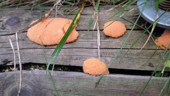 Eier - (Garten, Ungeziefer)
