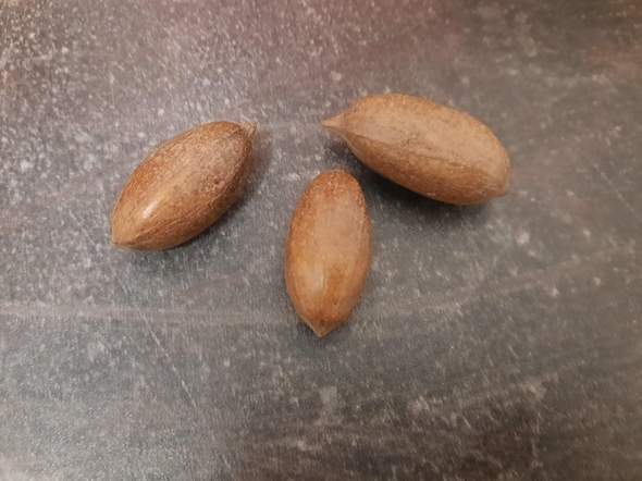 Was sind das für Nüsse?