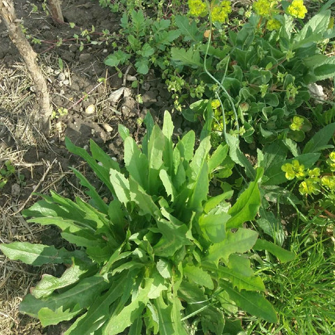 Was Sind Das Fur Pflanzen Im Garten Unkraut