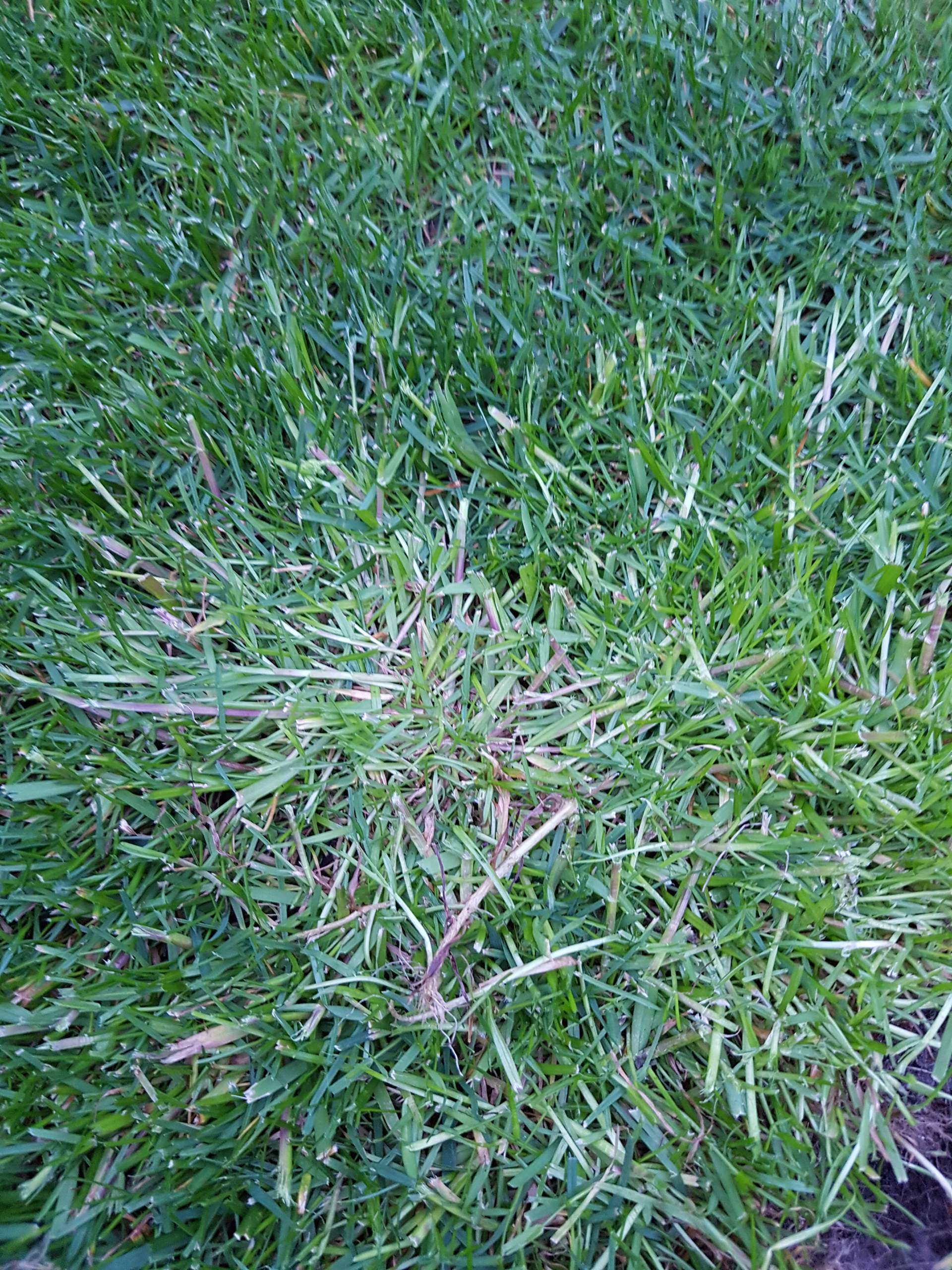 Was sind das für Pflanzen im Rasen? (Flecken)