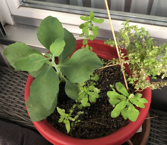 Was sind das für Pflanzen in meinem topf?