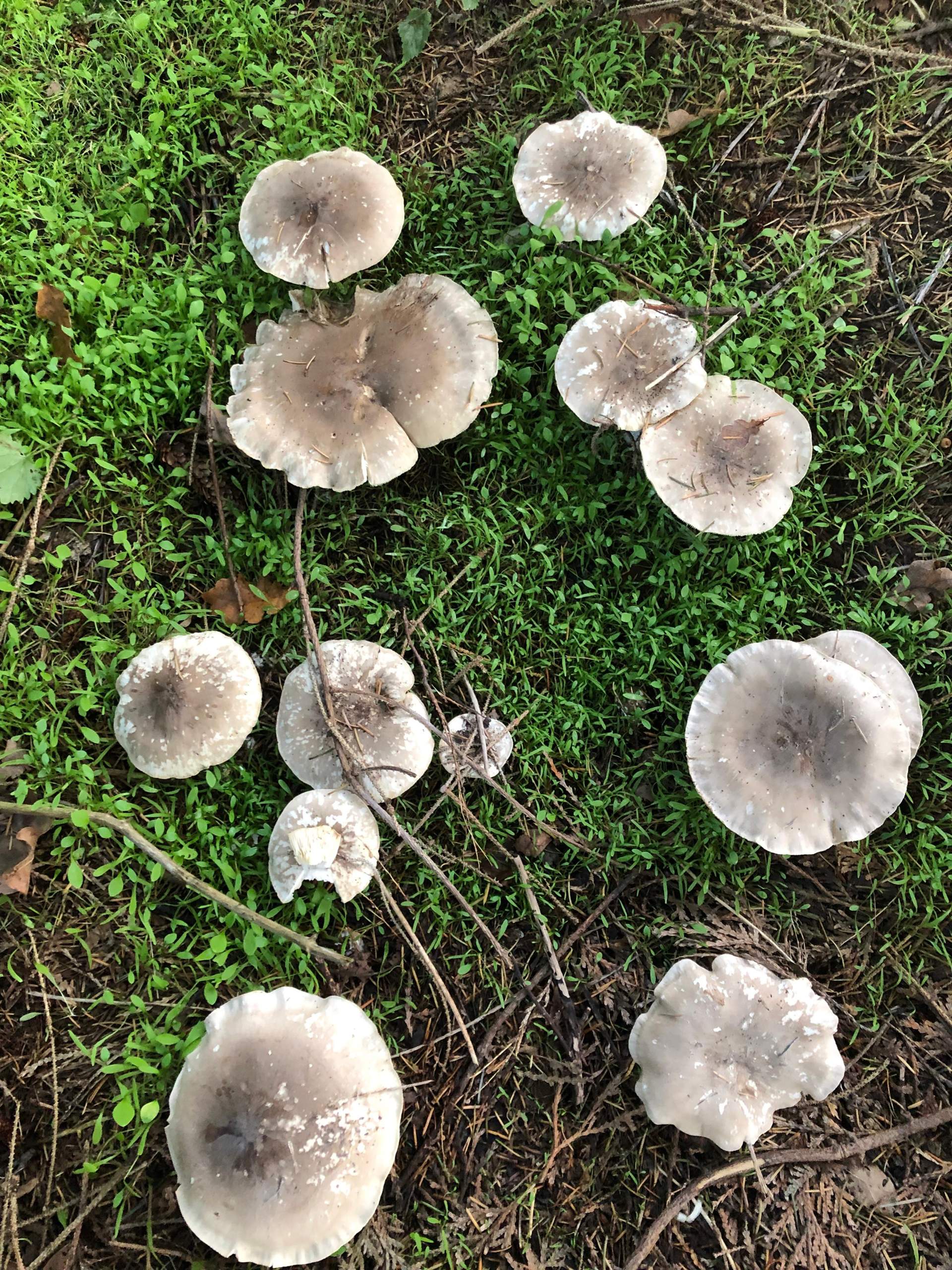 was sind das für Pilze? (Biologie, Garten)