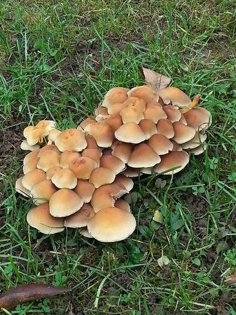 Was sind das für Pilze, die da in meinem Garten wachsen (s. Foto