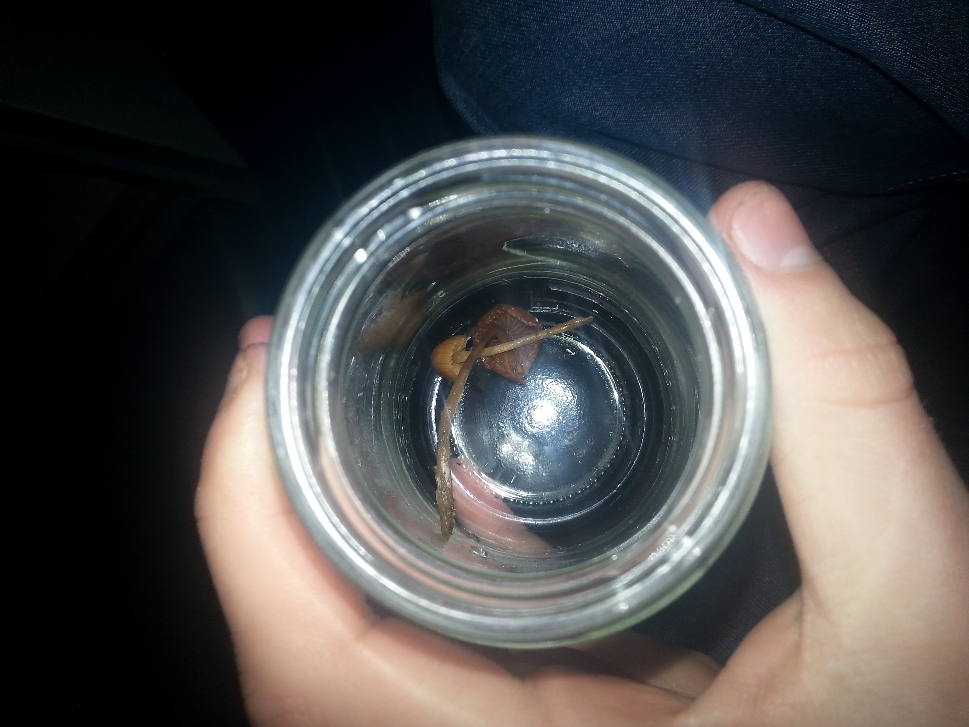 was sind das für pilze die in meinem garten wachsen?