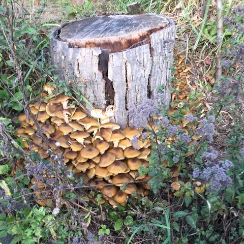 View Giftige Pilze Erkennen Bestimmen Pilze Im Garten Bilder Gif