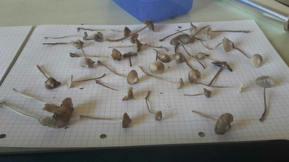Pilz A - (Gesundheit und Medizin, Tiere, Pilze)
