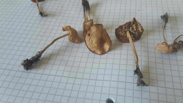 Pilz B - (Gesundheit und Medizin, Tiere, Pilze)