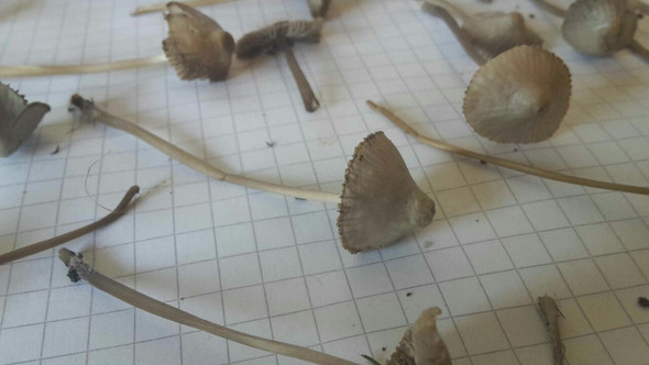 Pilz A - (Gesundheit und Medizin, Tiere, Pilze)
