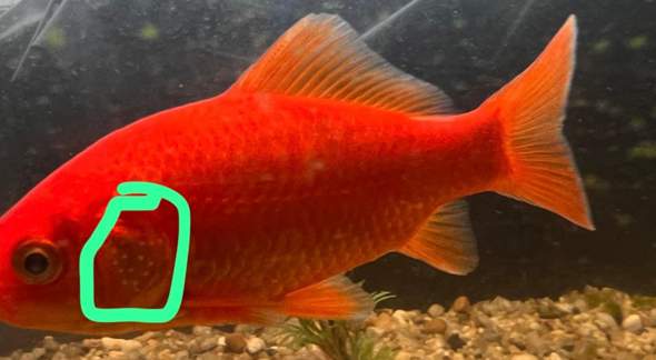 Was sind das für Punkte an meinem Goldfisch ?