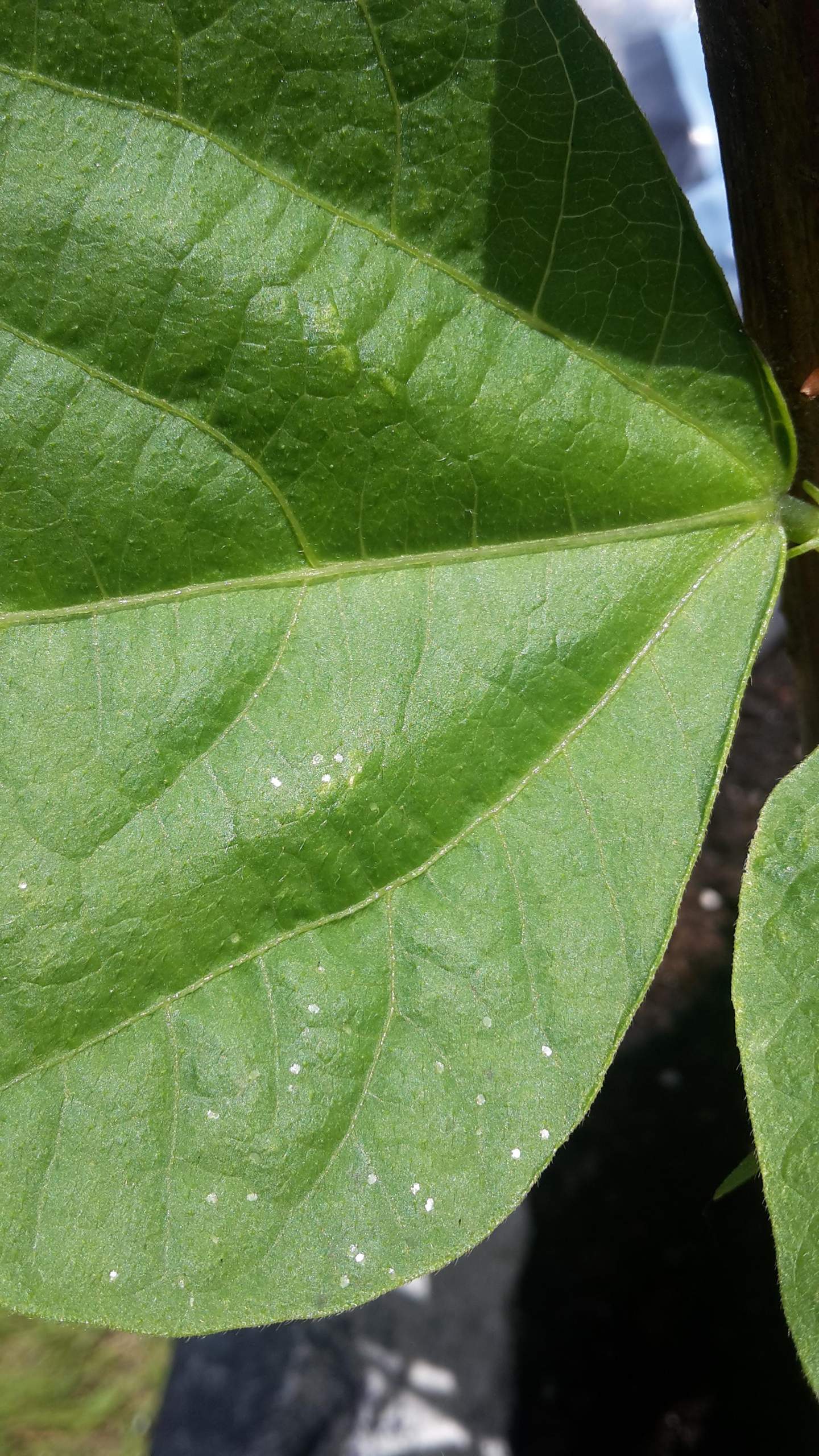 Was sind das für Punkte auf Blättern der Buschbohne? (Pflanzen, Garten)