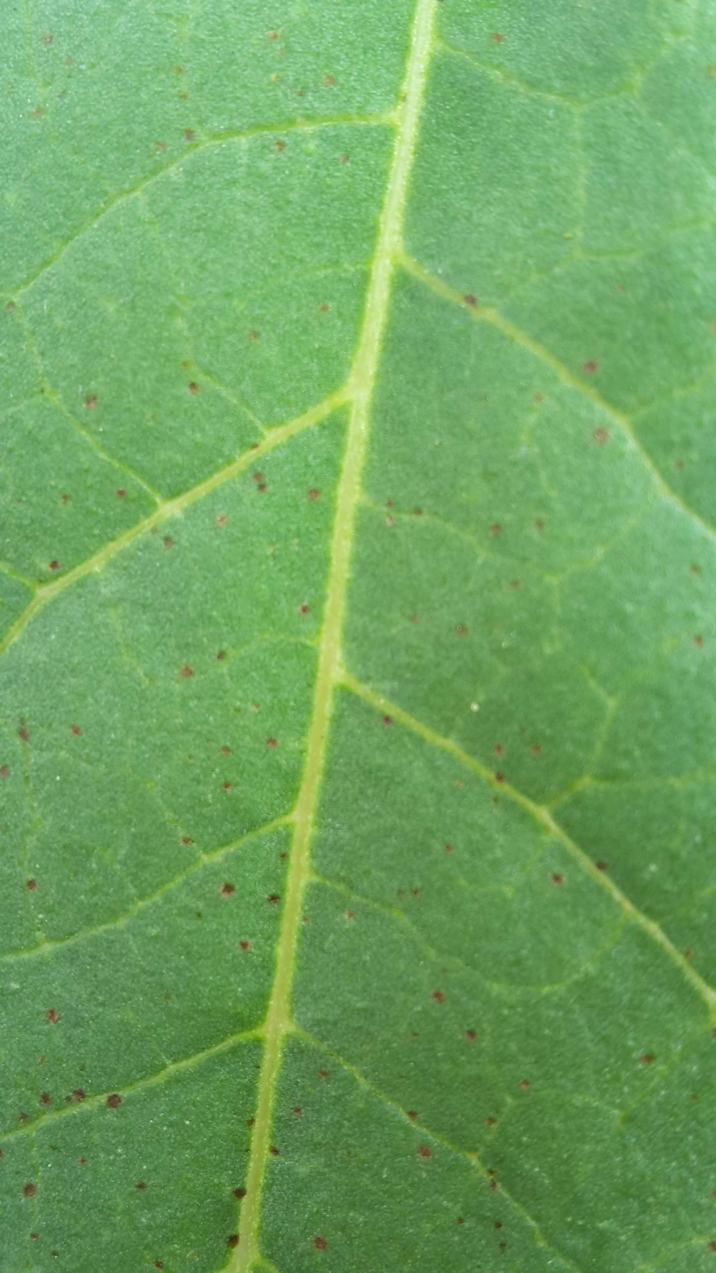 Was sind das für Punkte auf Blättern der Buschbohne? (Pflanzen, Garten)