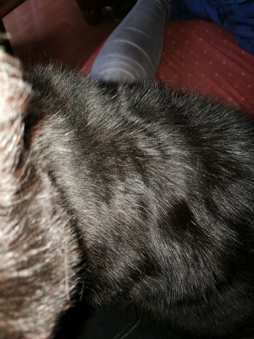 Was Sind Das Fur Punkte Im Fell Der Katze Tiere Haustiere Schuppen